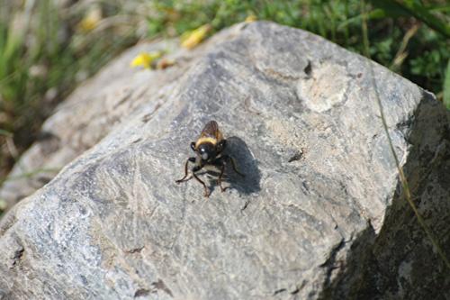 Laphria sp.